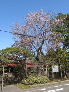 庭園入口の桜