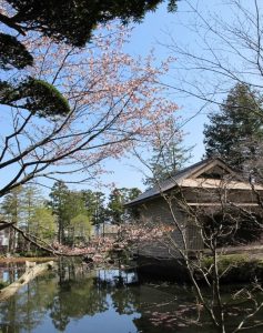 庭園内の桜