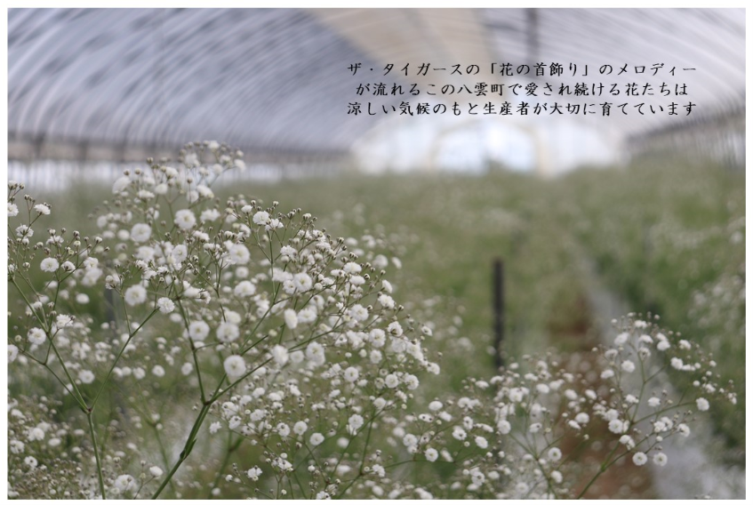 北海道八雲町のかすみ草は美しい 観光情報ブログ