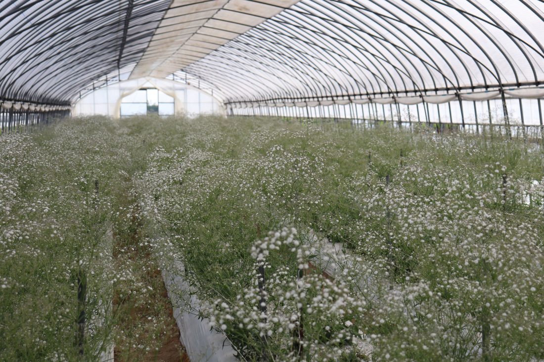 北海道八雲町のかすみ草は美しい 観光情報ブログ