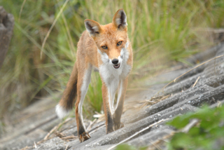 キタキツネの写真