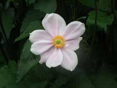 秋明菊