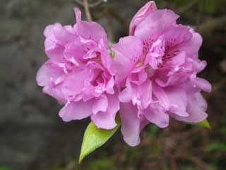 ヨドガワツツジの花