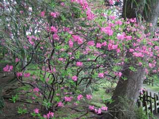 ムラサキヤシオの木