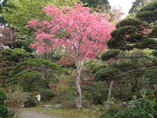 春もみじ