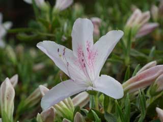 リュウキュウツツジの花２