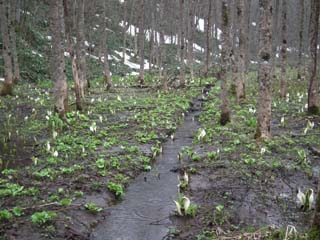 水芭蕉の群生