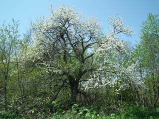 桜の大木