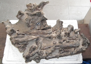セイウチの化石