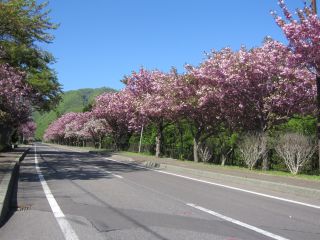 見事な八重桜