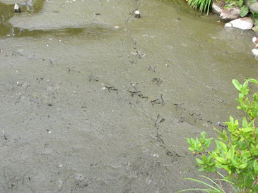 サギの足跡