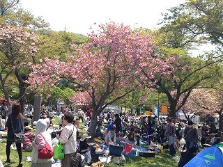 八重桜