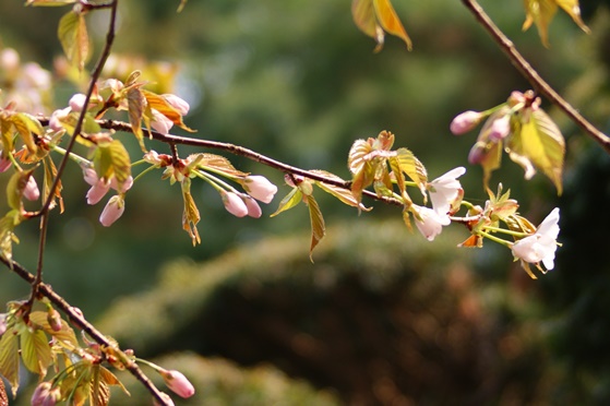 咲き掛けの桜