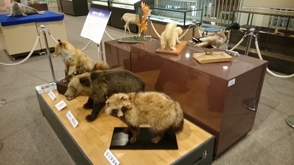 剥製