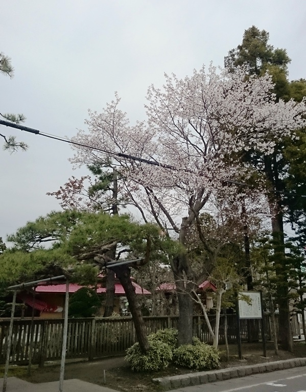 梅村庭園の桜