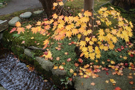 黄色の紅葉