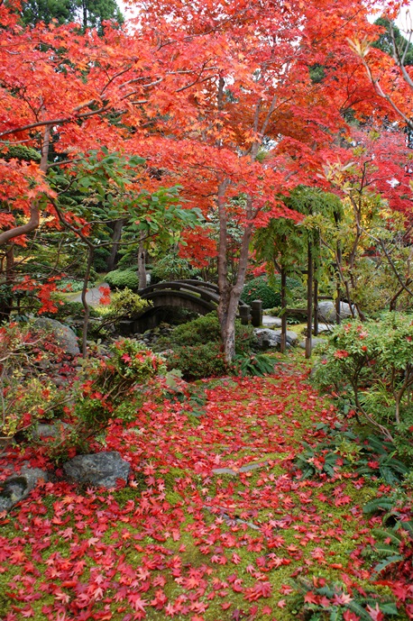 紅葉のじゅうたん