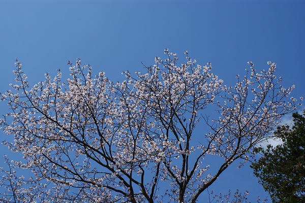 梅村庭園の桜