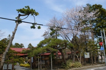 梅村庭園の桜