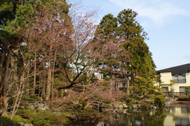 梅村庭園の桜