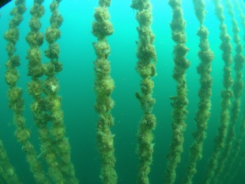 ホタテの海中養殖