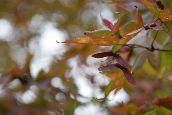 紅葉し始めたモミジと種10月