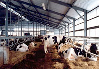 フリーストール牛舎の画像