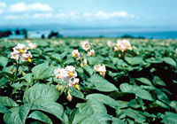 馬鈴薯の花の画像