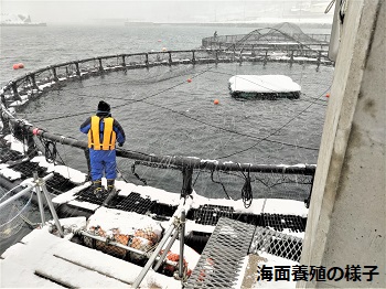 海面養殖の様子