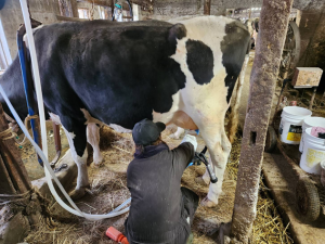 搾乳作業の様子