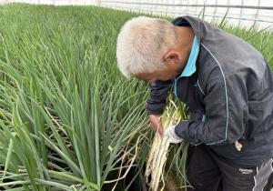 ネギ収穫の様子