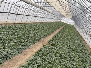 寒ちぢみほうれん草畑