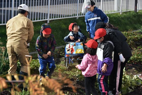 校務補さんと畑を片付ける1年生