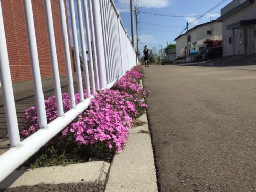 フェンス横の芝桜