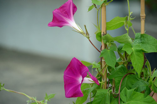 きれいな花を咲かせた朝顔