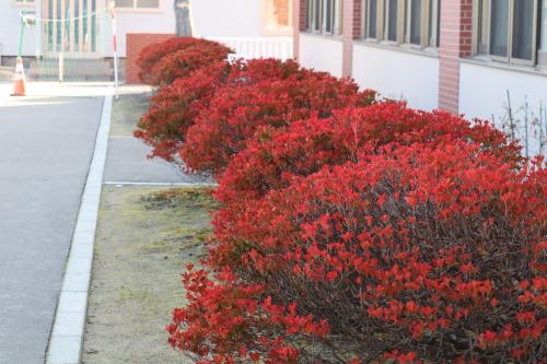 紅葉した庭木