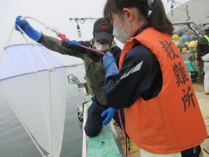 浮遊幼生採取のようす