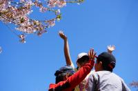 桜が舞い散るオニウシ公園に行ってきました。